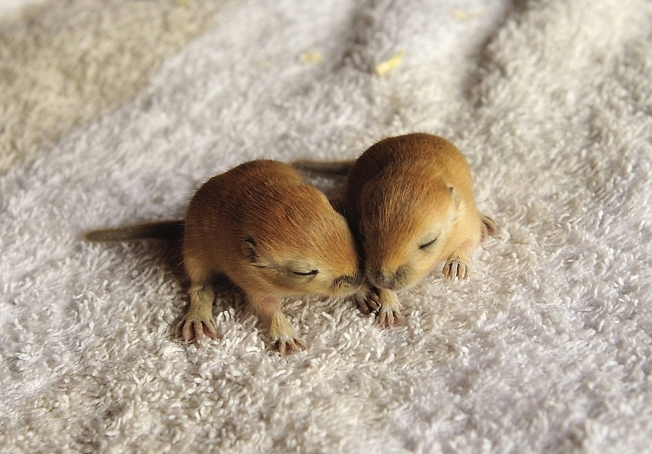 Voer voor hamsters - gerbil baby's
